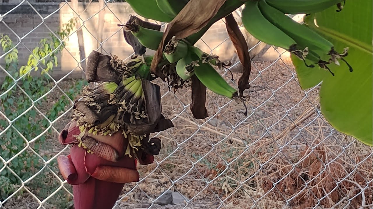 Frutas de mi patio en Tulcingo.