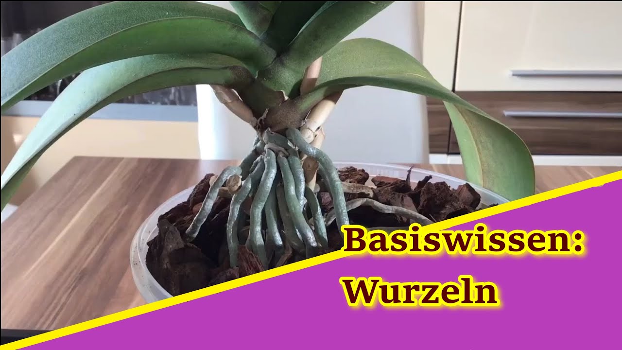 Basiswissen: Was weisst Du über Wurzeln an Phalaenopsis?