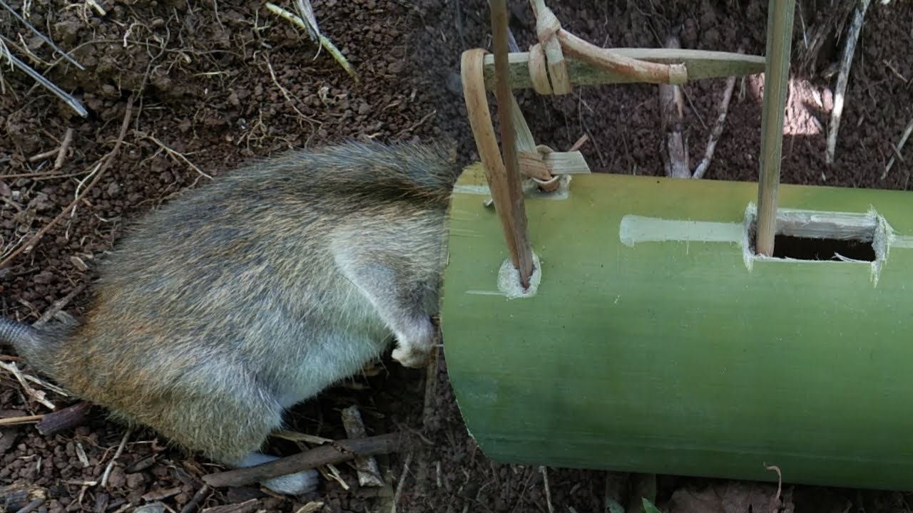 Effective Way to Catch Rats in a Wild  - Bamboo Rat Trap