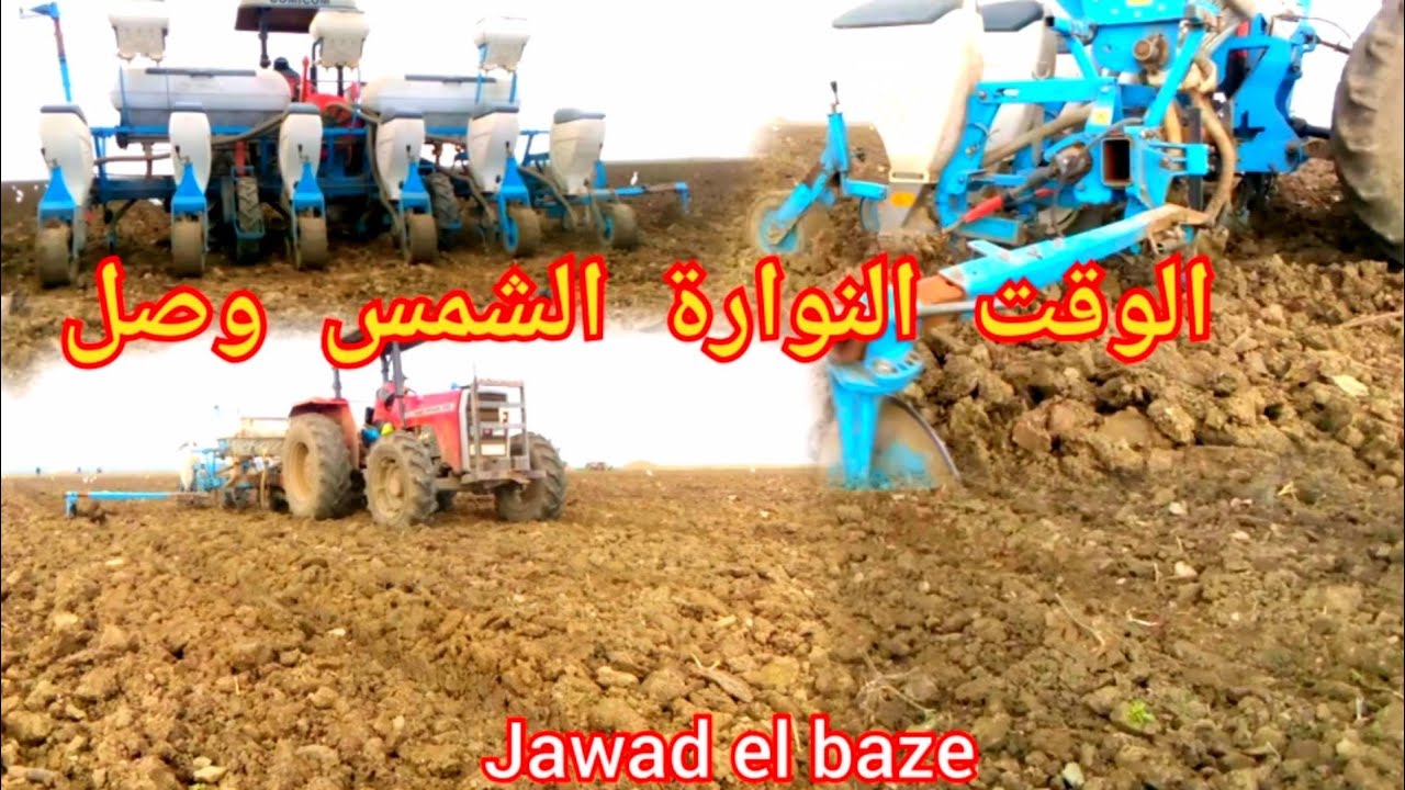 شوف كيفاش كتزرع النوارة الشمس في منطقة الغرب