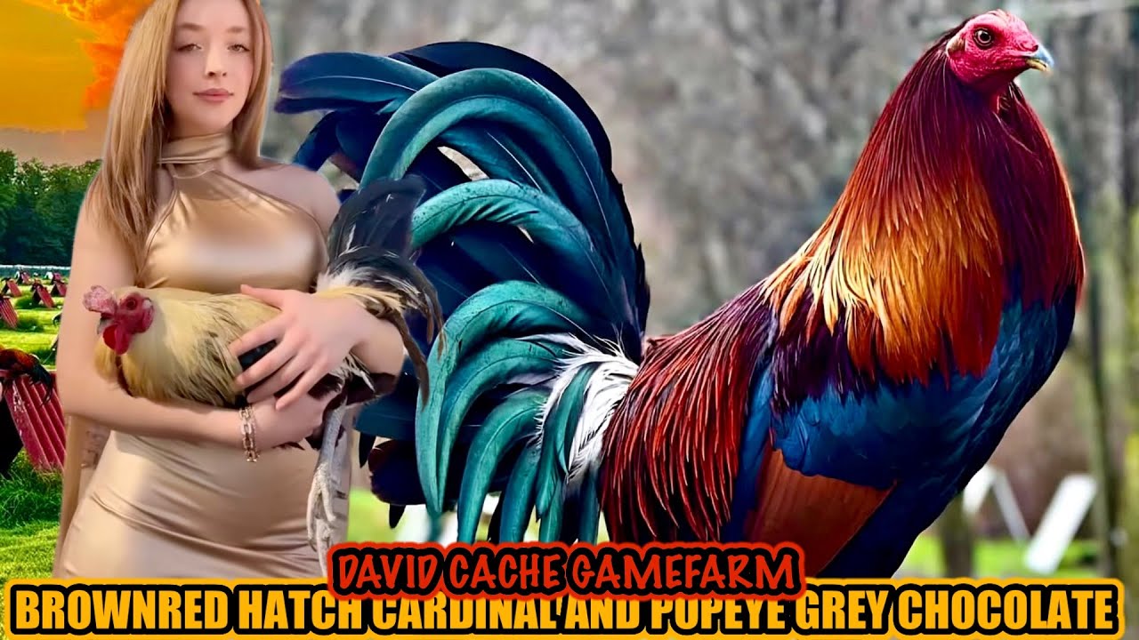 Brownred Hatch Cardinal And Popeye Grey Chocolate ~ DAVID CACHE GAMEFARM