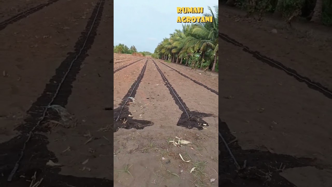 Irigasi Tetes Pada Jagung di Luar Negeri
