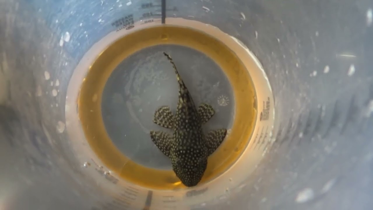 Fischfalle im Einsatz