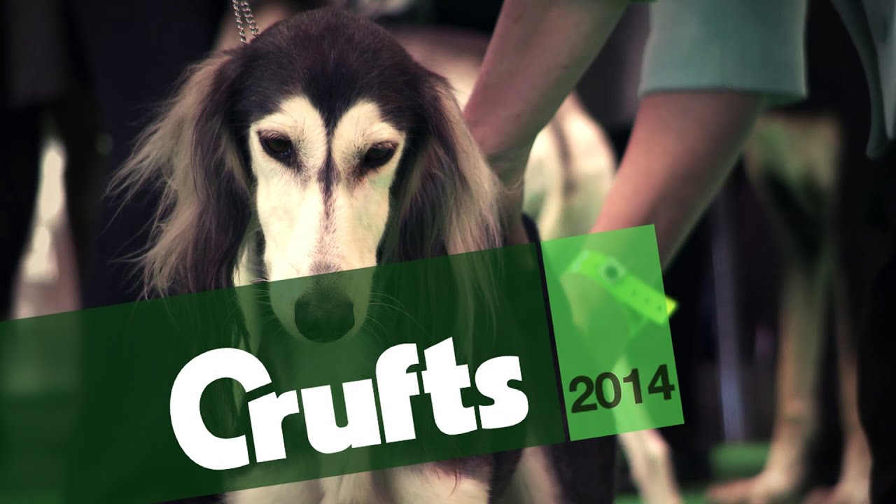 From BoB to Arena | Saluki | Crufts 2014