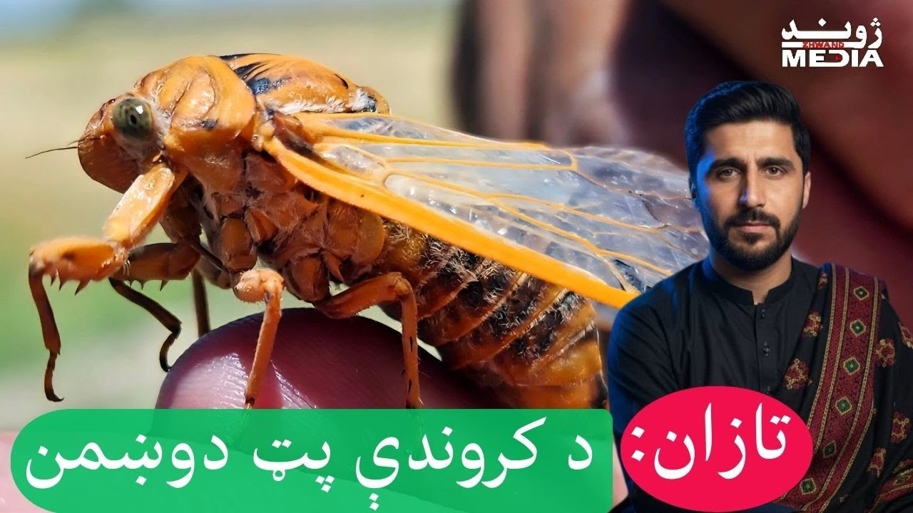 تازان؛ د کروندې پټ ګواښ/“Weeds are the hidden enemies of the farm