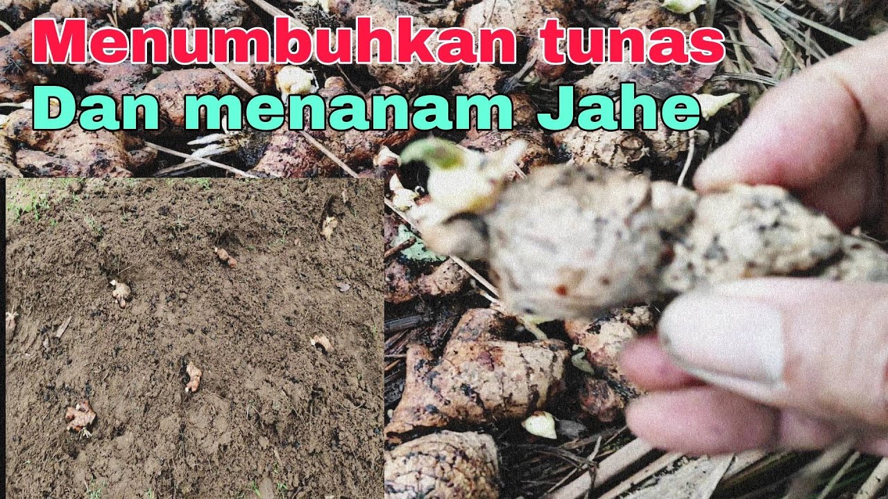 Proses Menumbuhkan Tunas Jahe dan Cara Menanam Jahe Di Lahan Terbuka Sampai Tumbuh