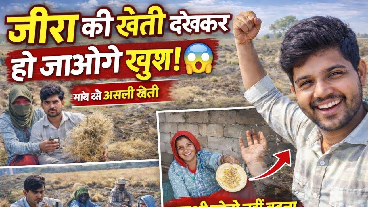 जीरा की खेती Dekhkar Ho🤑🤑 jaaoge Khush Roti banaa rahe hain aur Chehra bhi padh rahe hain comment 🤑