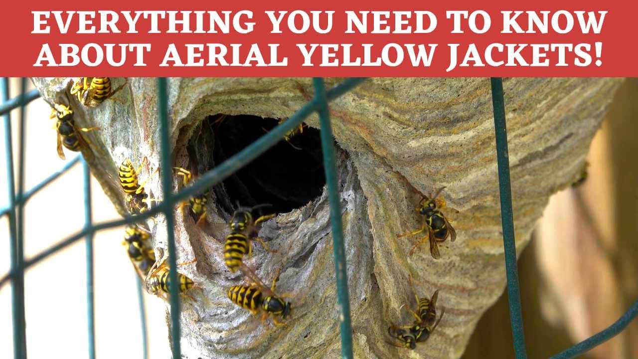 Aerial Yellow Jacket INVASION! Learn all about these nesting above ground Yellow Jackets!