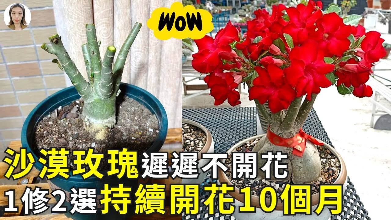 沙漠玫瑰遲遲不開花？，園藝界怒開100朵花的技巧洩露，用完震驚了！|花花世界