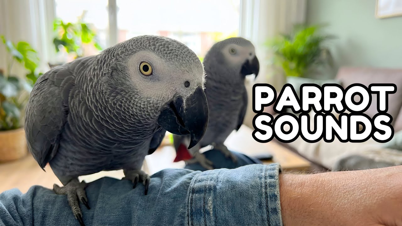 2+ Hours of African Grey Parrots Sound Effects