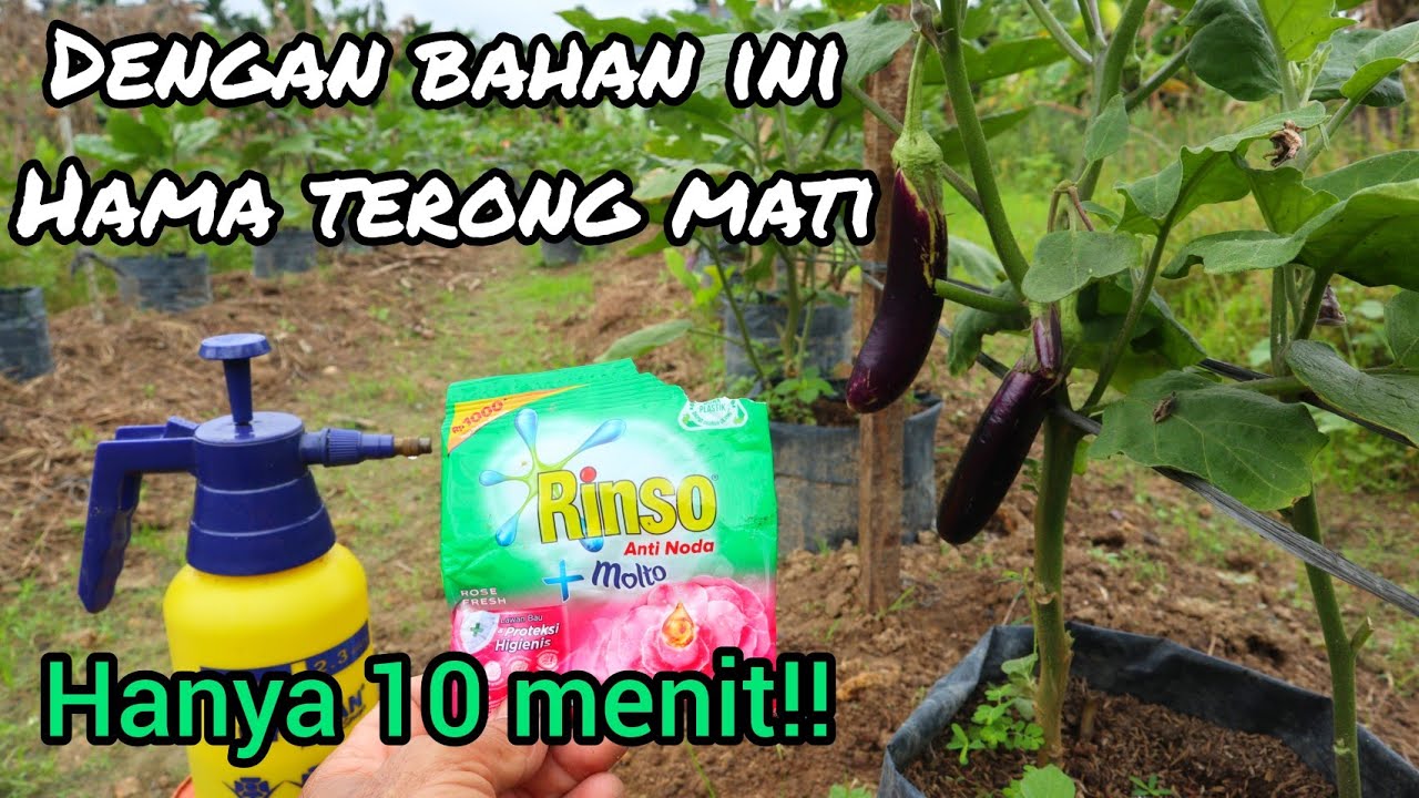 Dengan bahan 1.000 rupiah hama terong seperti kutu daun,kutu putih,kutu kebul mati  hanya 10 menit