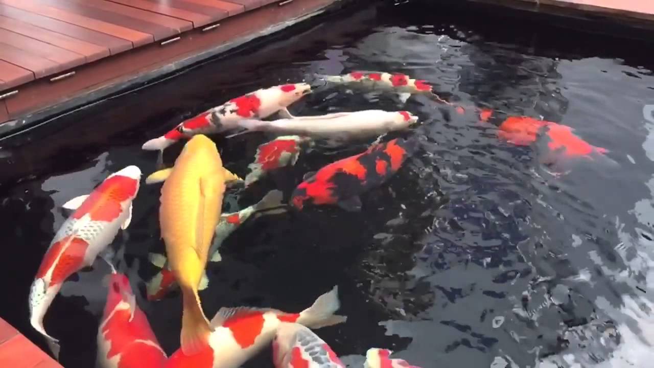 BW Koi Pond - Jul 2015