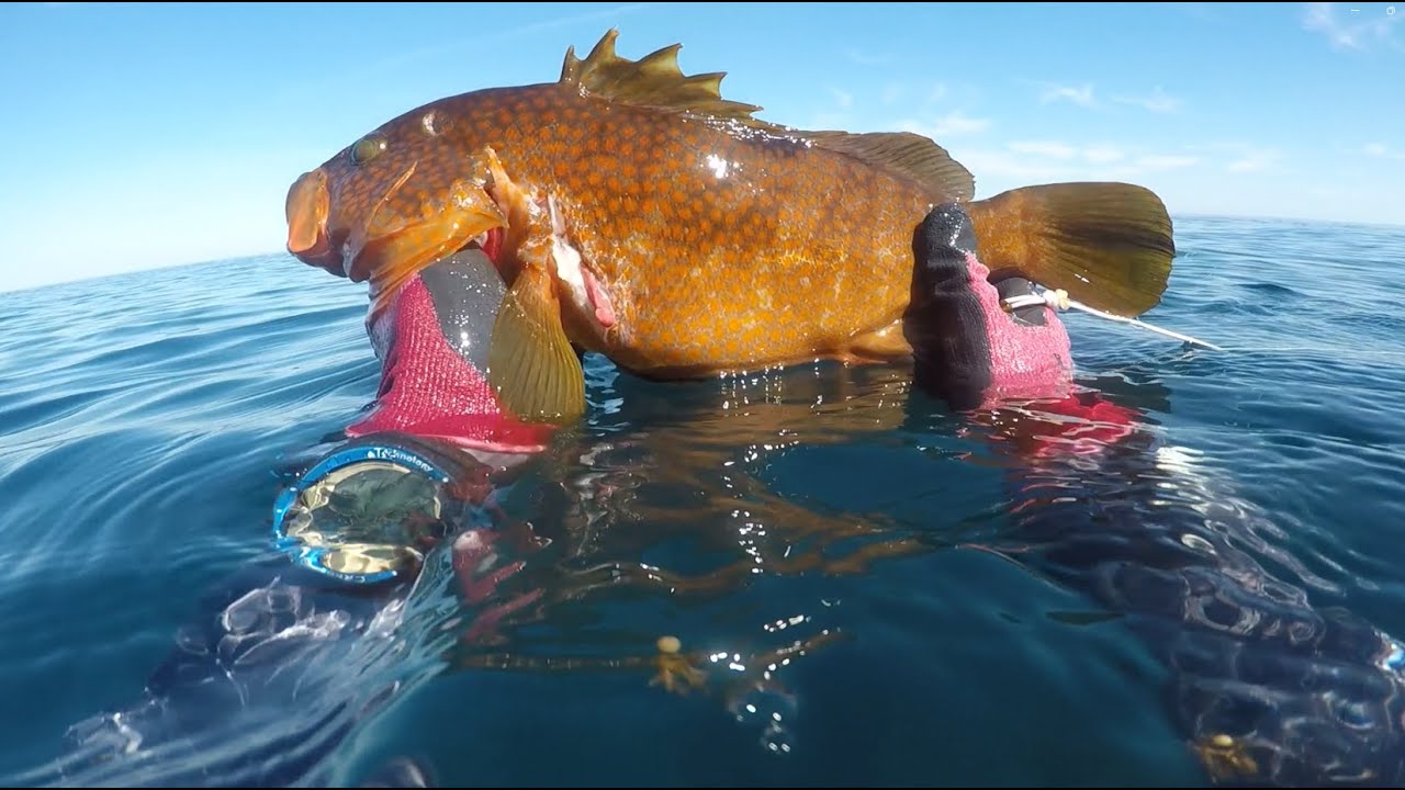 ㉗日本海でお魚突き　キジハタ、ヒゲダイ