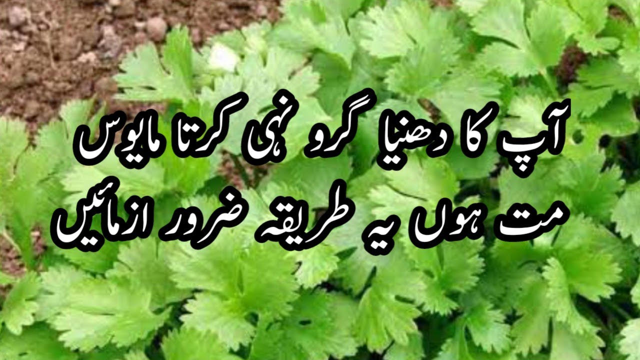 How to grow Coriander at home | Easy Way | Dhaniya lgane ka tarika