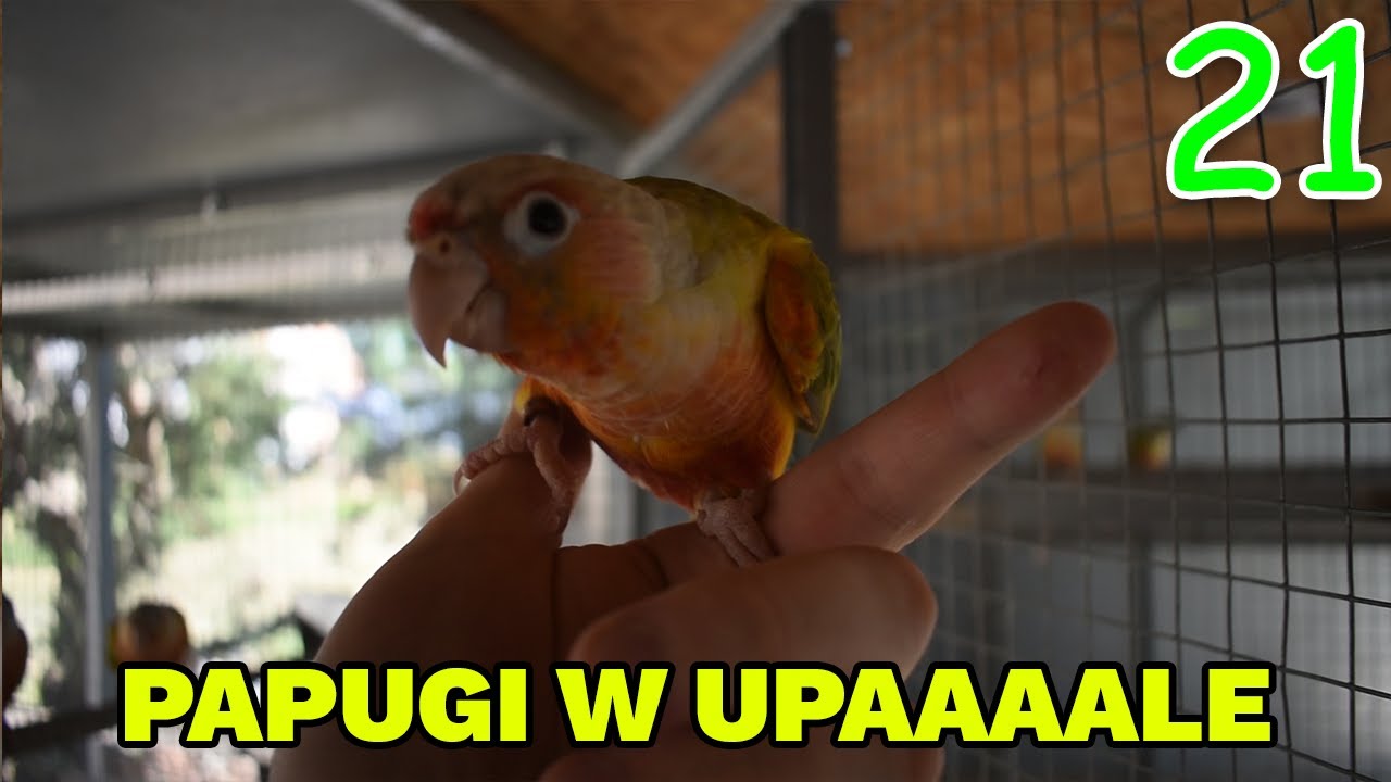 JAK MŁODE PAPUGI PODCZAS UPAŁU? POMYSŁ NA FAJNĄ SERIĘ FILMÓW?