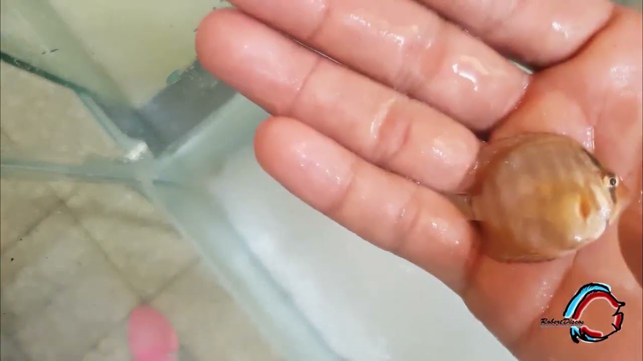Cómo tratar posible obstrucción intestinal en peces discos. 💿🐠🤒