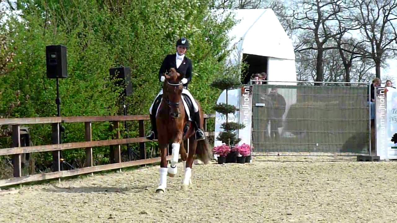 Charmeur tijdens hengstenshow Nijhof 2011