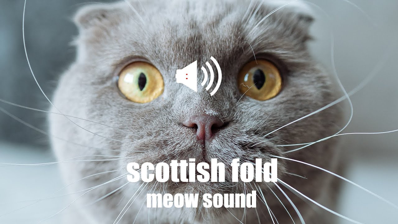 Scottish Fold meowing Sound | Animal Sounds