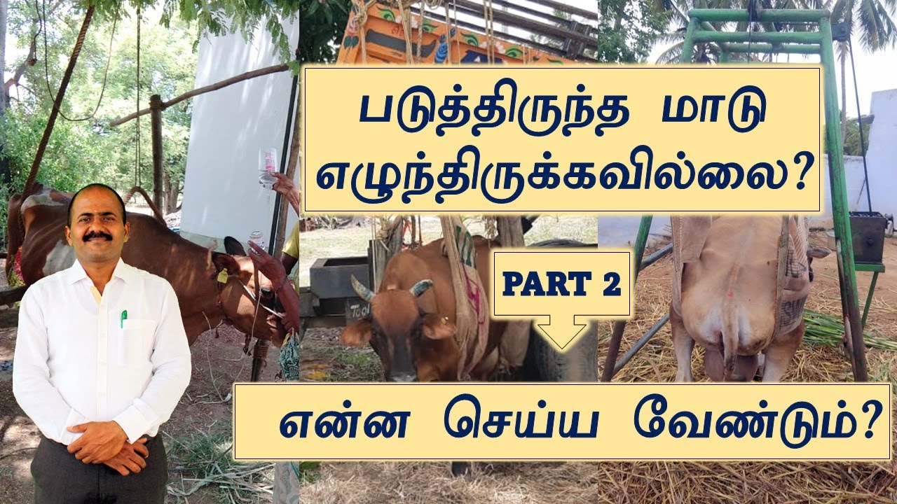 படுத்திருந்த மாடு எழுந்திருக்க வில்லையா- என்ன செய்ய வேண்டும்?-DOWNER COW SYNDROME -COW LIFTING STAND