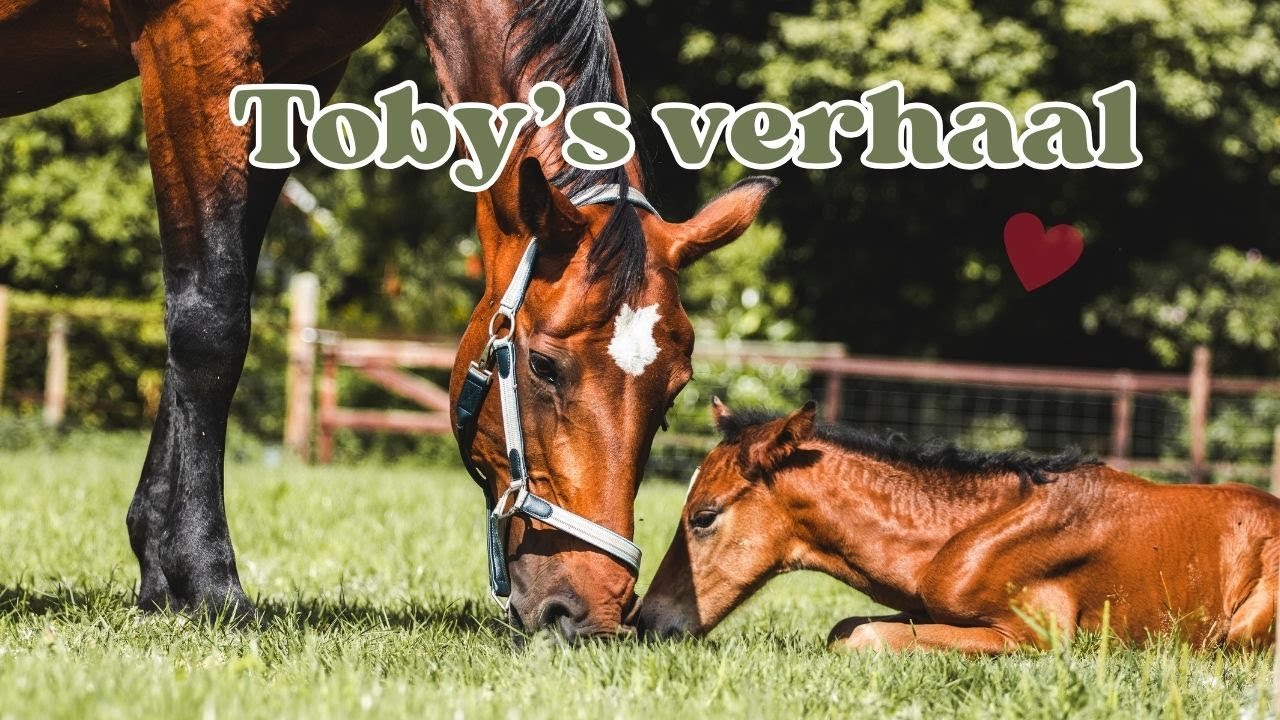 Hoe ik mijn eerste veulen fokte – Toby’s verhaal  ♥️ || Equitality