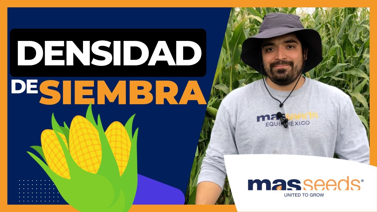🌽 SIEMBRA DE MAÍZ ▶︎ ¡Descubre la IMPORTANCIA de la DENSIDAD de SIEMBRA! 🚜