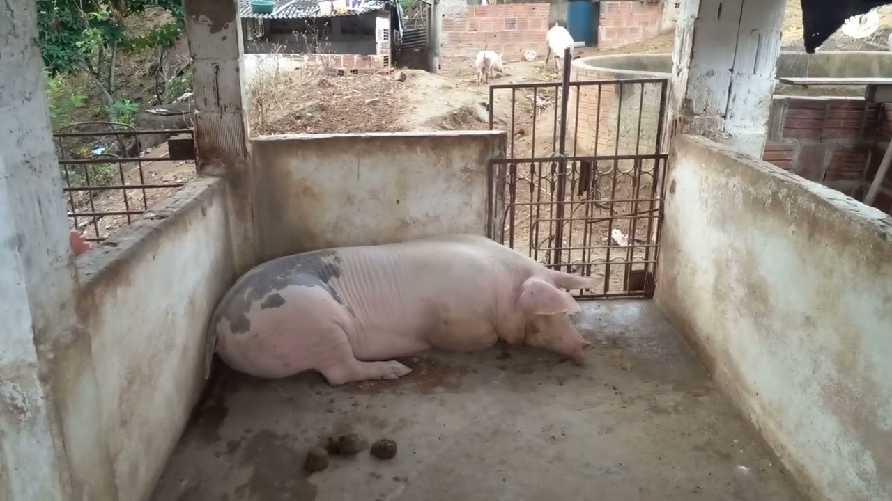 mostrando um pouco como estao leitoas para futuras matrizes da granja