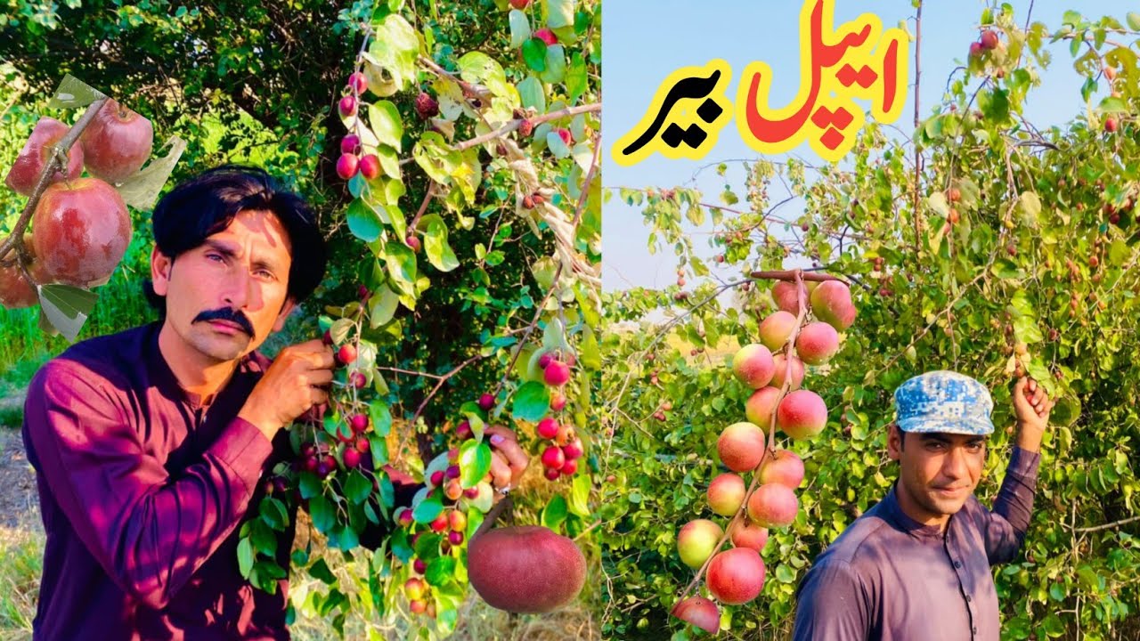 Red Apple berry Plant In Village | Gaon Ka Visit | Unseen Beautiful Village Life in Pakistan#village