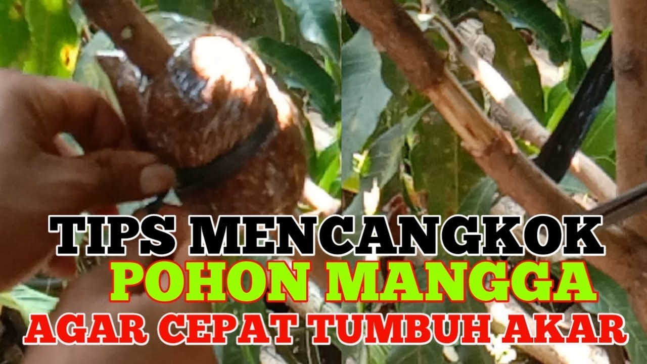 Cara Mencangkok Pohon Mangga Agar Cepat Tumbuh Akar||zona rohman