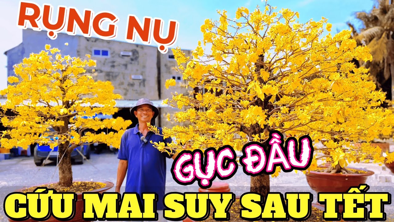 Mùng 4 Tết 2026 cháy hàng mai khai trương Quốc Cường hướng dẫn cứu mai suy sau Tết gục bông rụng nụ