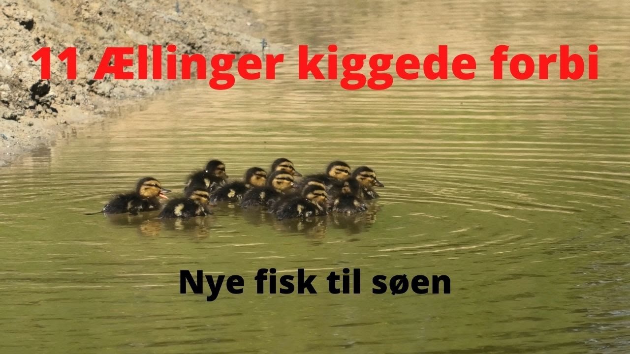 NaturNørd 309. Nye FISK til søen + 11 ÆLLINGER flytter ind!!!