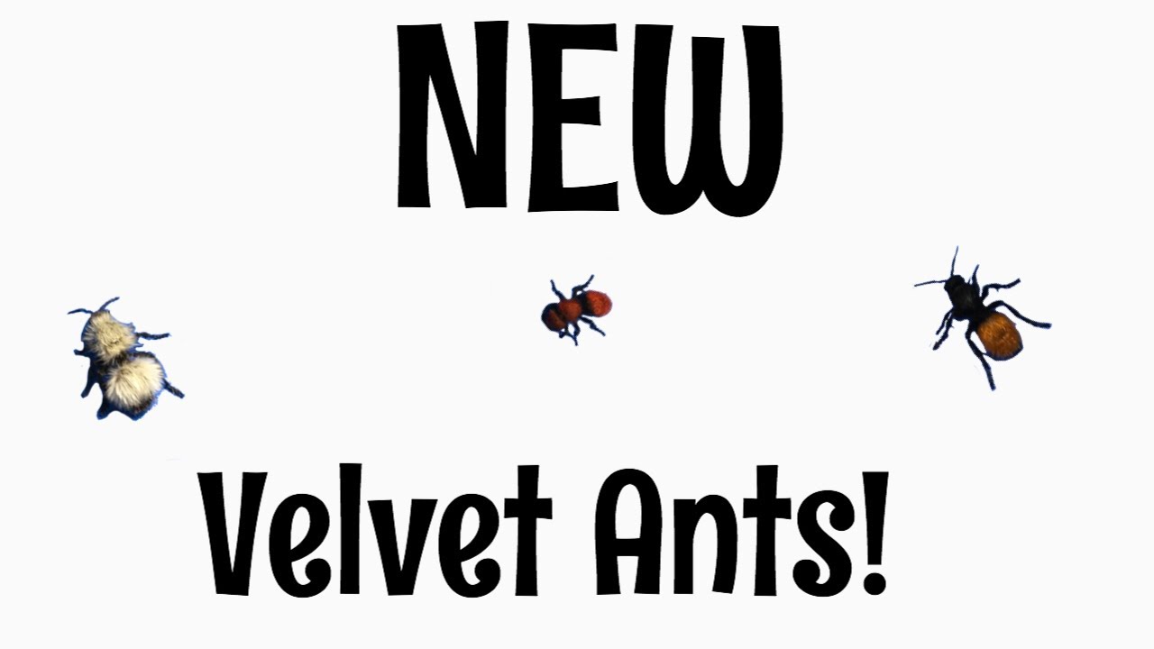Velvet Ant Unboxing!