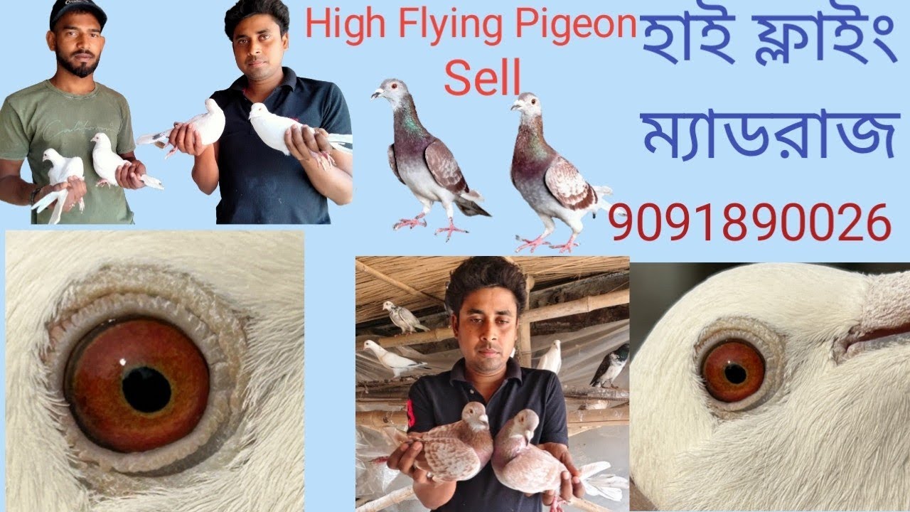 রেসার পিজন/ম্যাডরাজ হাই ফ্লাইং পিজন