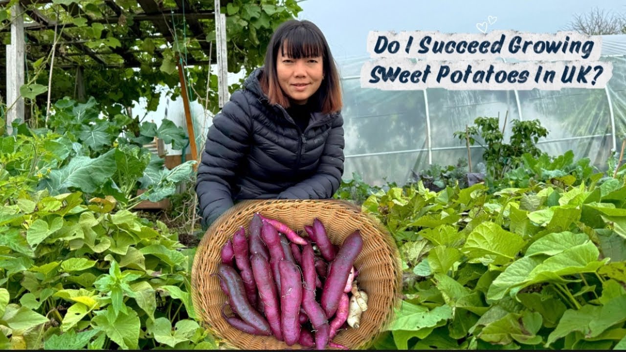 युकेमा पहिलो पल्ट सखरखन्ड फलाइयो | Nepali Organic Vegetables Garden | Succeed Growing Sweet Potatoes