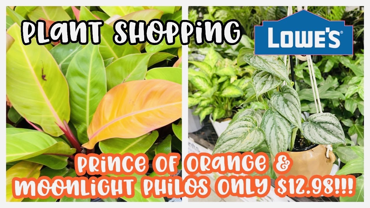 Plant Shopping & Haul at Lowe's || Prince of Orange and Moonlight Philos Only $12.98!!!