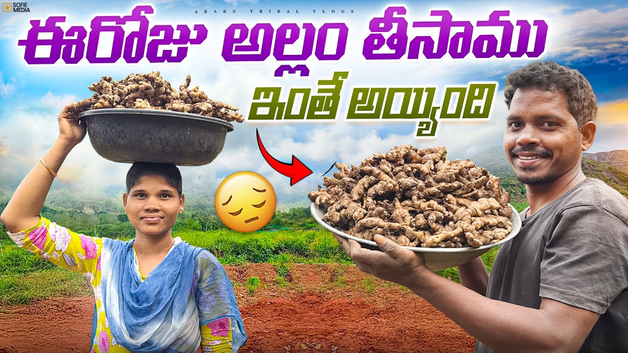 అల్లం తీయడంలో మా కష్టం చూడండి😢|ఇంత అవుతాది అనుకోలేదు||Araku Tribal Vlogs 