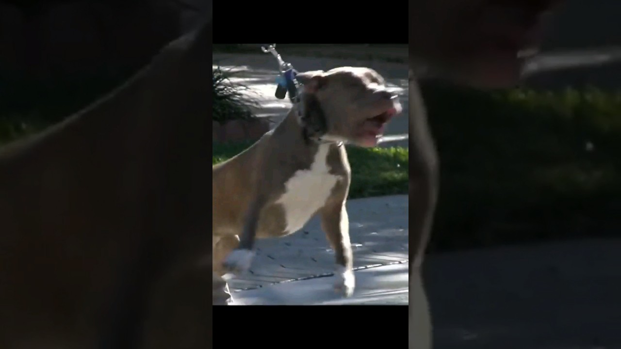 Pitbull trying to attack another dog Part 3! #pitbull #pit #aggressivedog #redzonedog