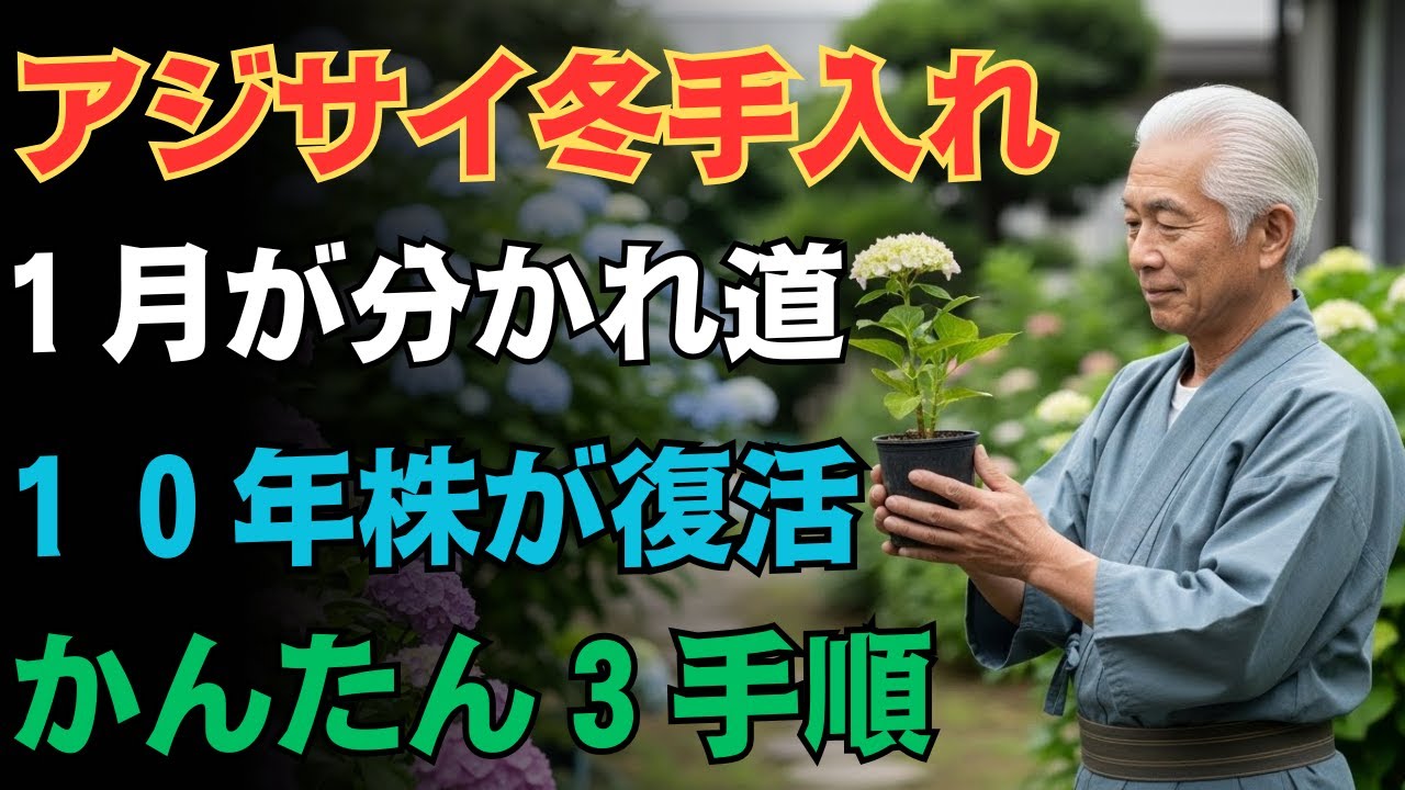 【９９％の家庭菜園が見落とす】１月の手入れで決まる！アジサイが５月６月も咲き続ける秘密✨１０年元気に育つ冬剪定と寒肥の極意【ガーデニング】【アジサイ剪定】【旧枝咲き判別法】