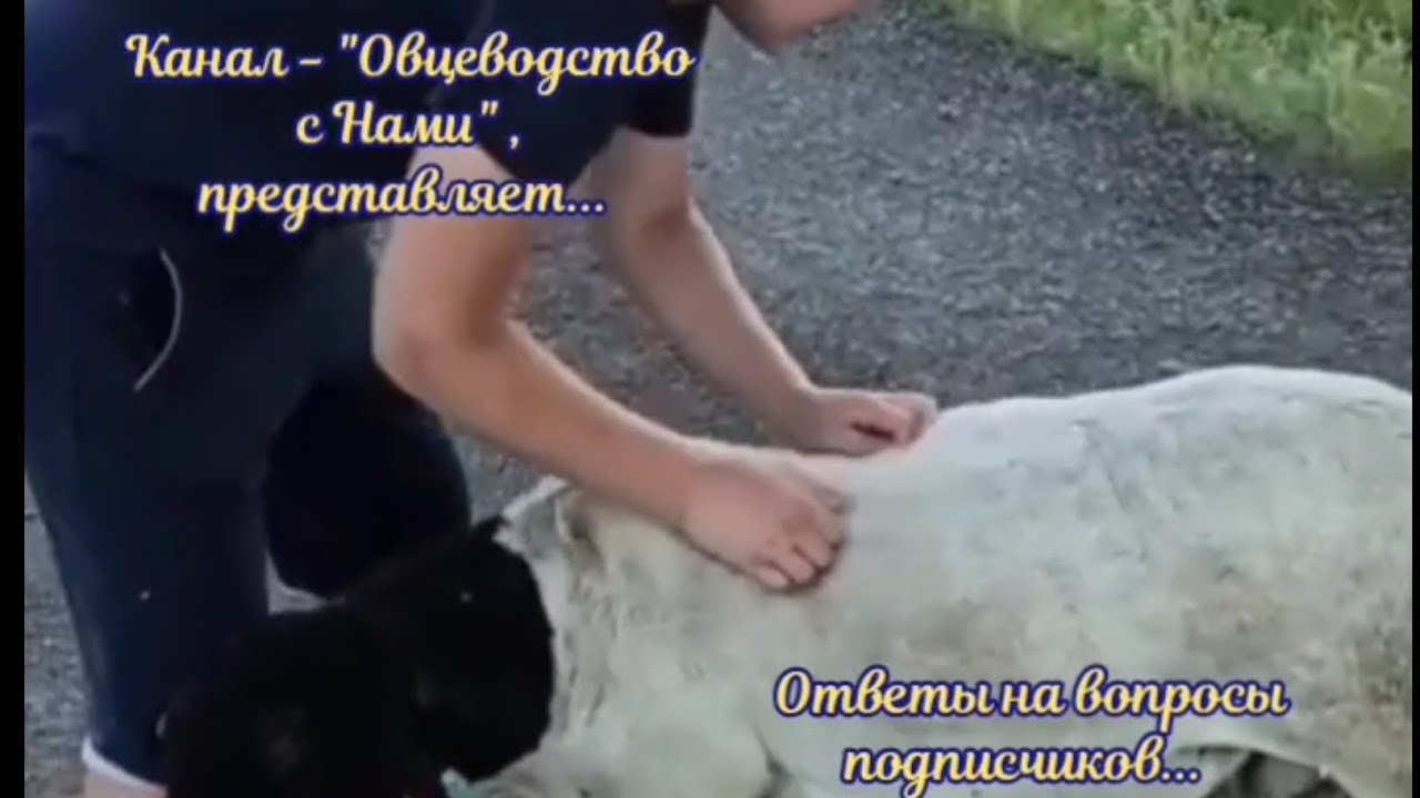 Ответы на вопросы подписчиков канала!Как кормить ягнят и когда их отделять.Как у нас это происходит!