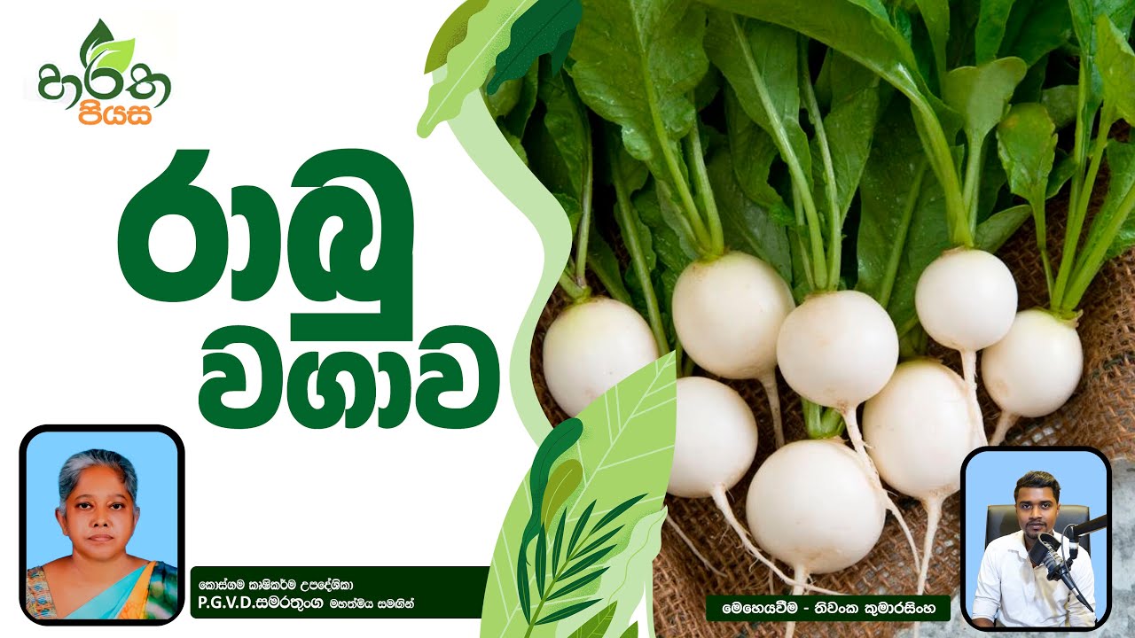 රාබු වගාව තුලින් හොඳ අස්වැන්නක් ගන්න කැමතිද? | රාබු වගාව | Rabu Wagawa | Raddish cultivation