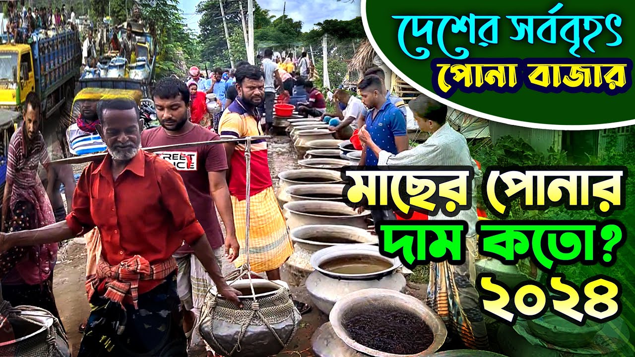 মাছের পোনার দাম ও কোথায় পাওয়া যায়। বিক্রেতার নম্বরসহ। আপডেট ২০২৪। Maser ponar dam।Fish Market in BD