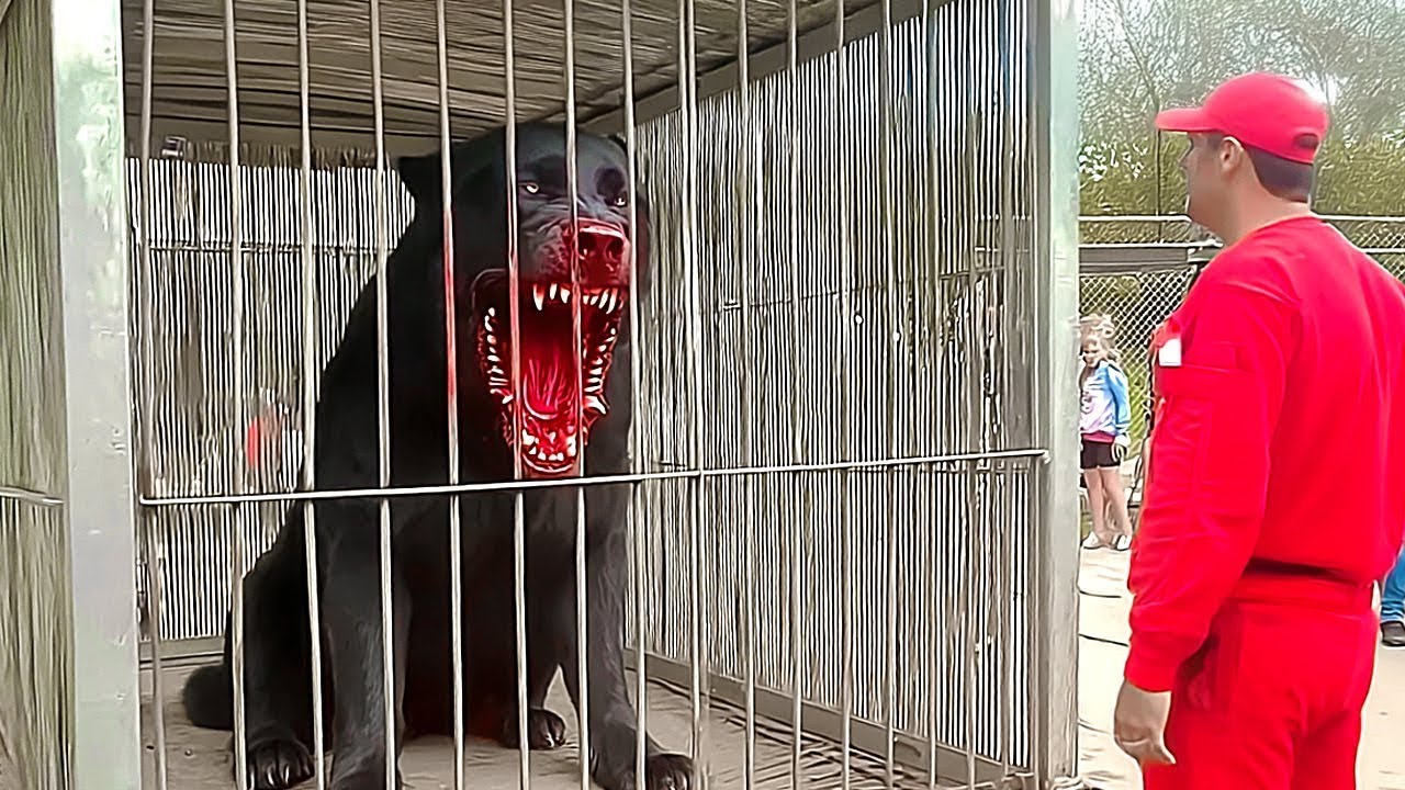 20 legagressz&iacute;vabb kutya, akiket t&ouml;bb orsz&aacute;gban is betiltottak