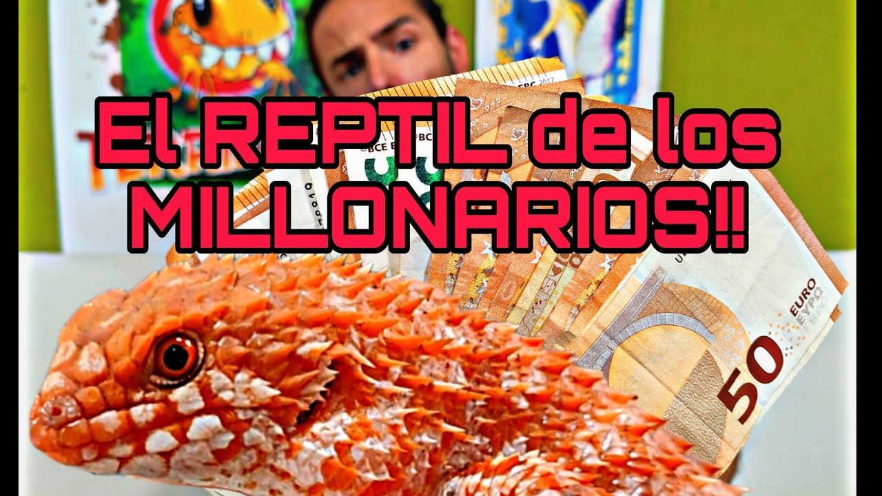 REPTIL para MILLONARIOS! Y mas reptiles nuevos que nos han llegado 🦖🐍🐉
