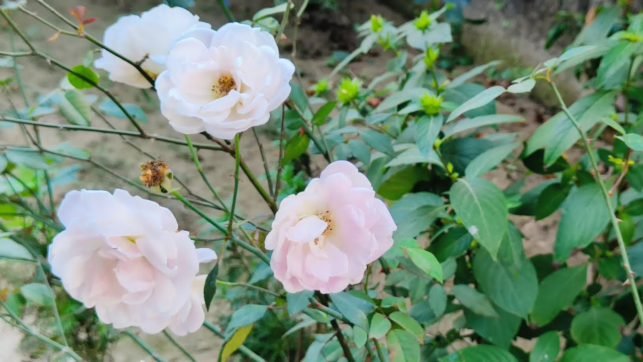 Beautiful Rose flower blooming in my home garden#roseflower#homegarden#gaedeningathome#winterflowers