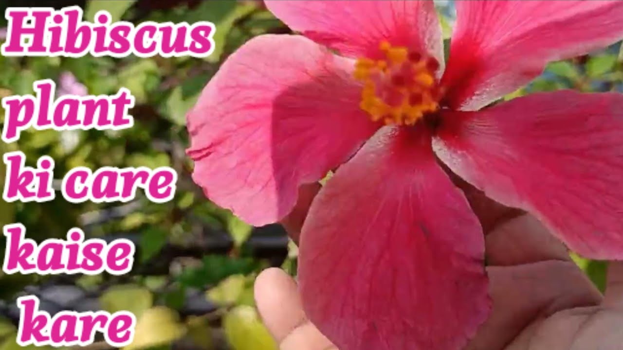 December month me hibiscus 🌺 plants ki Care kaise kare || Care, Tips and Full information