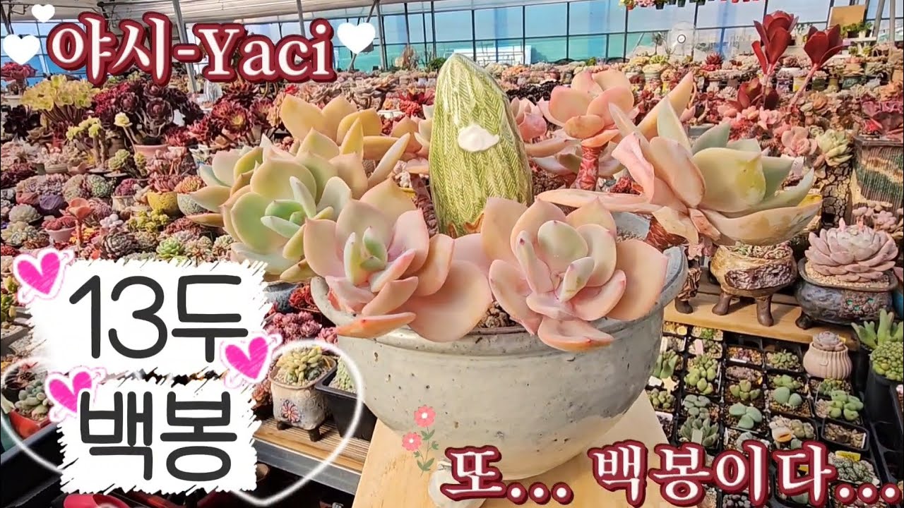 13두의 백봉.. [분갈이] 넘 힘들어..  그런데 이뻐~~ #succulent #たにくしょくぶつ #다육이 #초록우산 #후원 #분갈이 