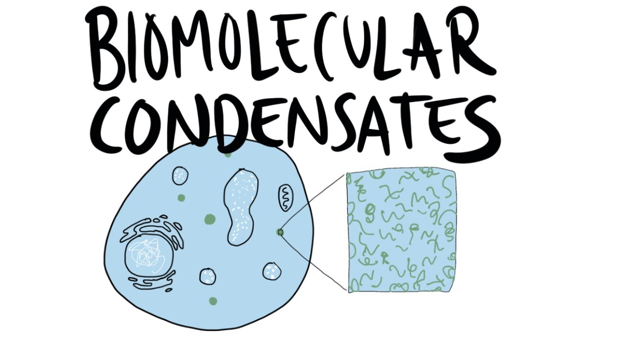 A quick intro to Biomolecular Condensates