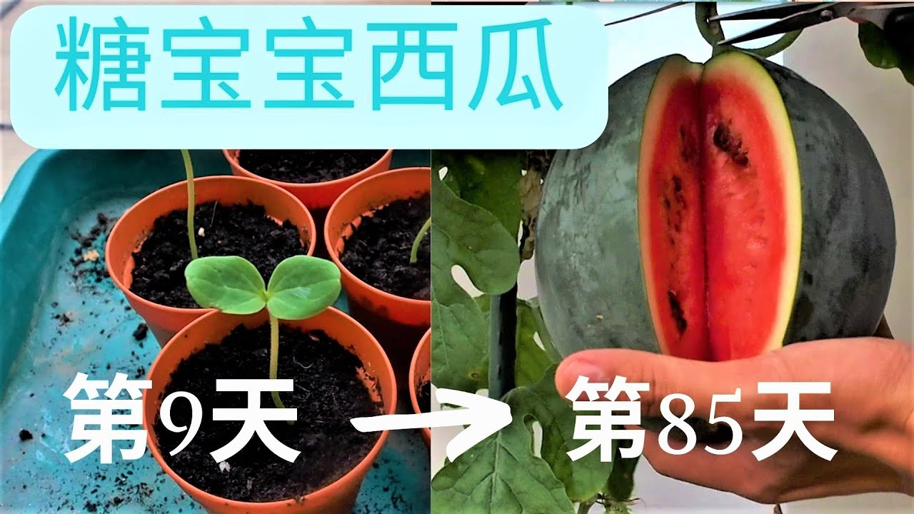 盆栽西瓜,怎么种出又甜又多汁的好西瓜？最全的糖宝宝西瓜种植技术！