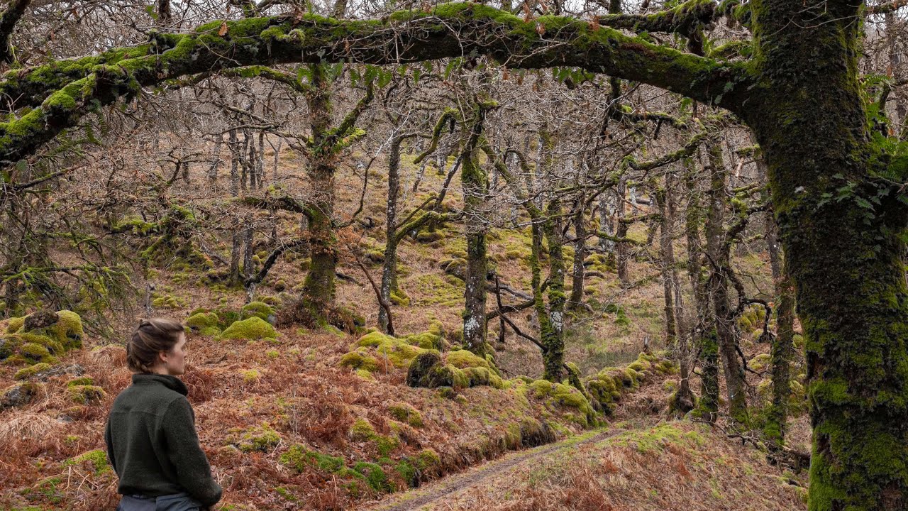 visiting Scotland's RAINFOREST & a huge sea loch | Scotland's West Coast