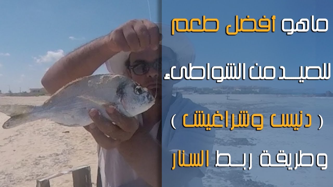 ما هو افضل طعم لصيد السمك من الشاطىء وطريقة ربط السنار