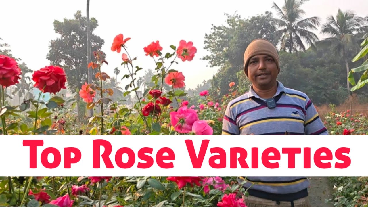 গোলাপের স্বর্গ শিখরপুরের রঞ্জিত নার্সারীর ২৫০+ ভ্যারাইটি গোলাপ। Ranjit Nursery Best Rose Varieties 